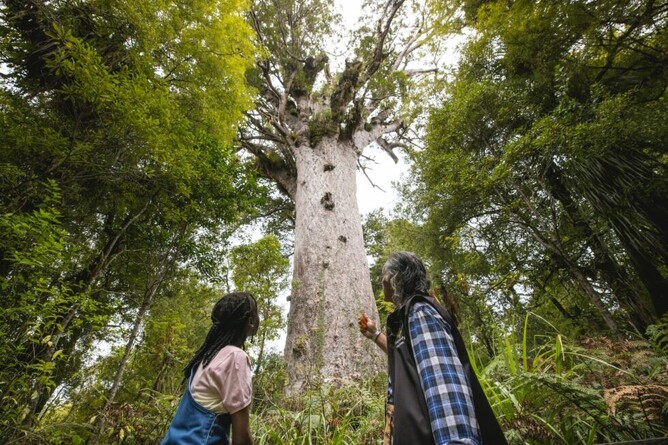 Towering Kauri tree in the Waipoua Forest, Northland, New Zealand