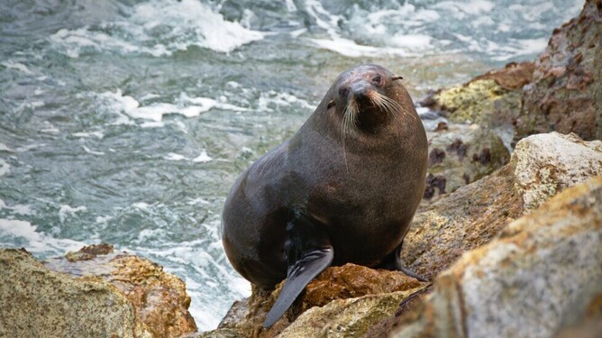 Seal resting on coastal rocks in southern New Zealan