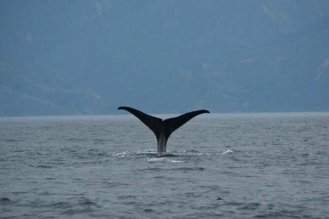 Whale watching off the coast of Kaikōura on an accessible honeymoon adventure in New Zealand
