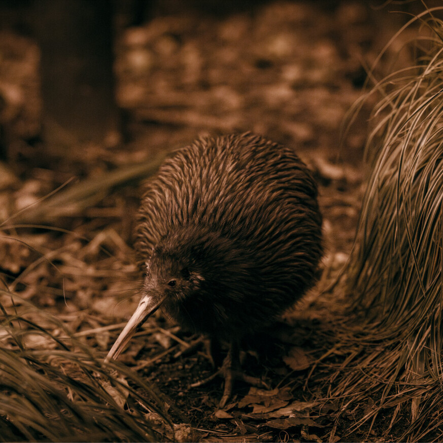 Ōtorohanga Kiwi House surrounded by native plants and a kiwi
