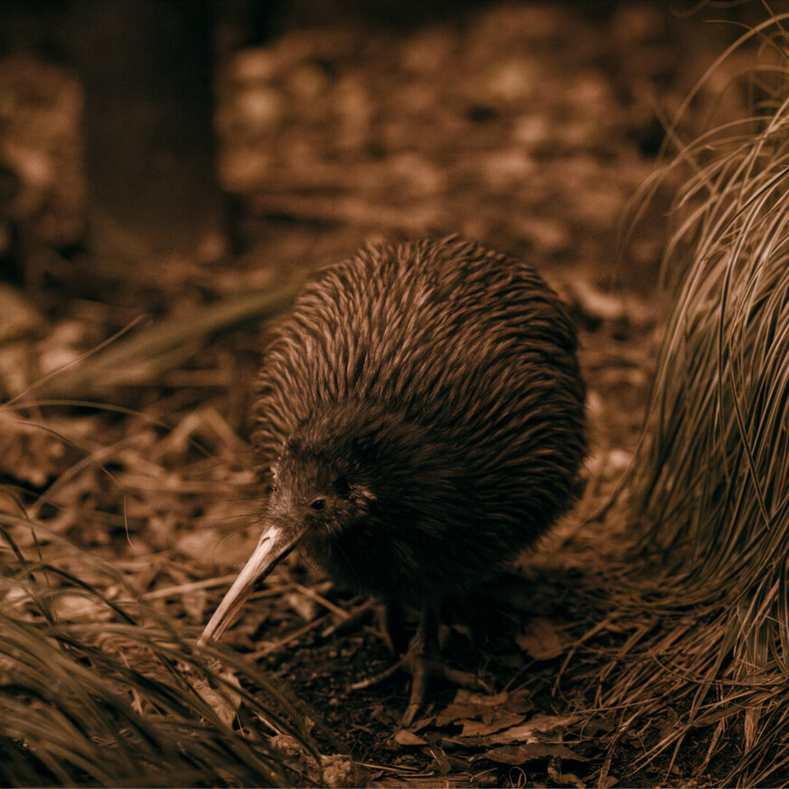 Ōtorohanga Kiwi House surrounded by native plants and kiwi