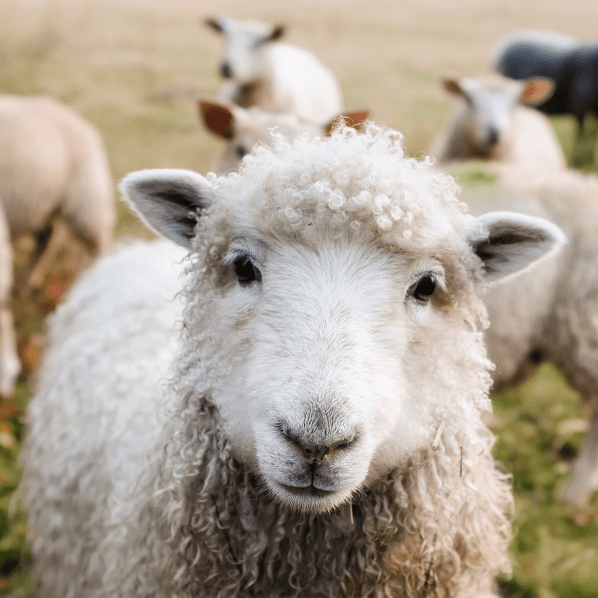 Close-up of a sheep looking directly at the camera