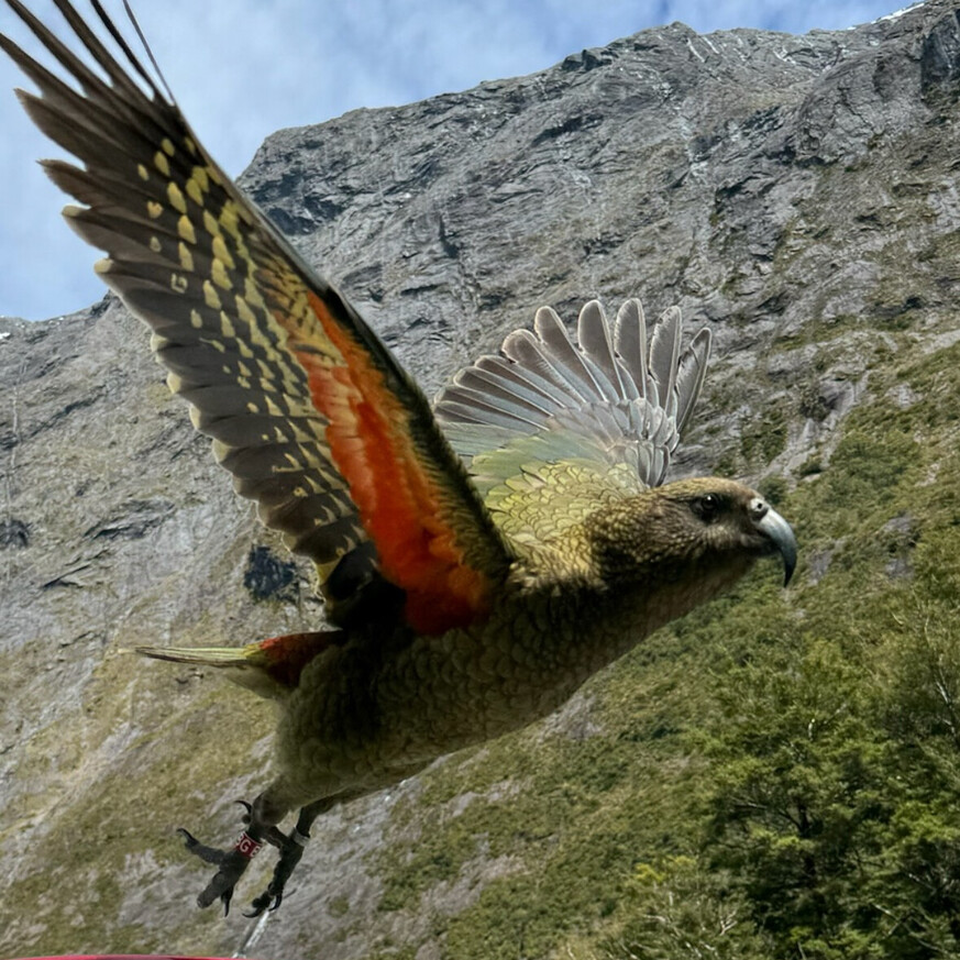 Kea bird in flight showing red feathers on its wings