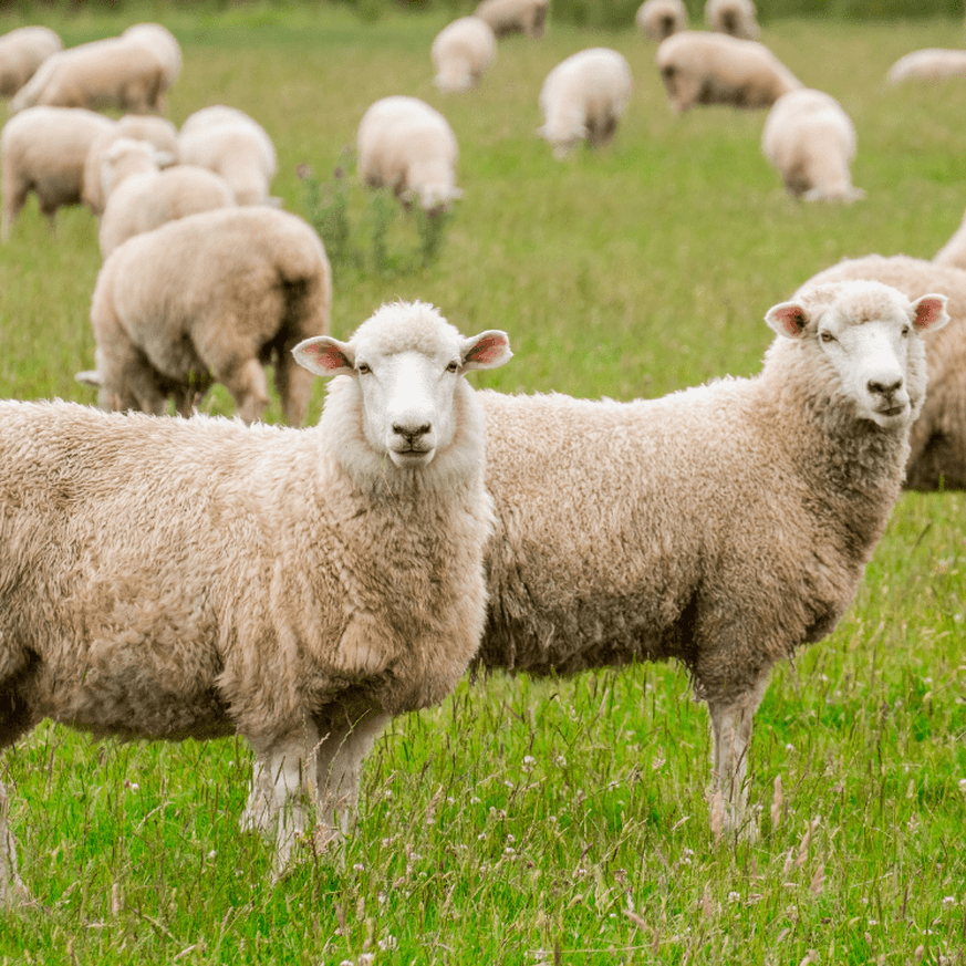 Sheep grazing peacefully in a green meadow in Waikato New Zealand