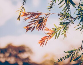 Chasing Sunshine - Vitamin D the ins & outs