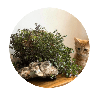 CRYSTALS OUR PLANTS LOVE BLOG & WORKBOOK