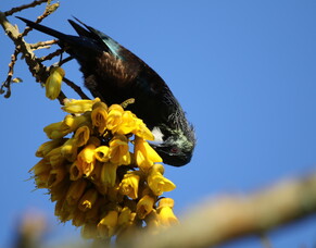 Bird Life and Sounds!