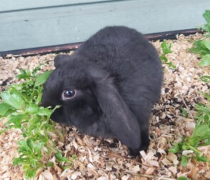 NAOMI - Born: April 2025- - - - - - - - - - - -Ready from 14 June 2025