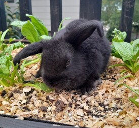 GOTHAM - Born: 3 March 2025- - - - - - - - - - - -Ready from 28 April - 12 May 2025