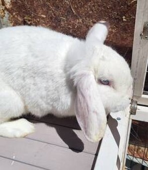 ROSIE - Breed: Lop eared-Born:  1 July 2023- - - - - - - - - - - -Ready for new home now