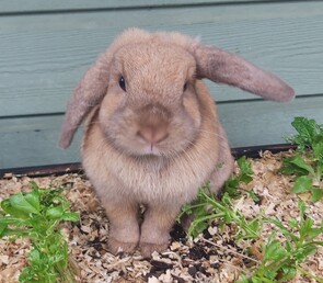 MOOCHIE - Breed: Lop eared-Born:  21 June 2023- - - - - - - - - - - -Ready for new home now