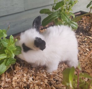 SNOOPY - Breed: Mini Lop-Born:  12 September 2025
