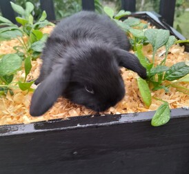 NINJA - Born: 3 March 2025- - - - - - - - - - - -Ready from 28 April - 12 May