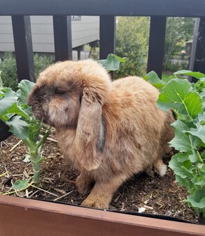 NUGGET - Breed: Unknown - Lop eared-Born:  Unknown- - - - - - - - - - - -Ready for new home now
