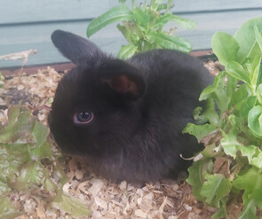 PEPPIE - Born: 27 August 2025- - - - - - - - - - - -Ready from 22 Oct 2025