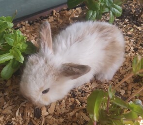 BUSTER - Breed: Lop eared-Born:  12 September 2025