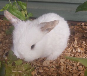 SPROUT - Breed: Mini Lop-Born:  12 September 2025