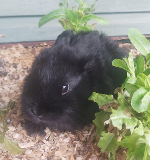 BONNIE - Born: 27 August 2025- - - - - - - - - - - -Ready from 22 Oct 2025