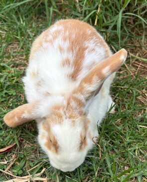 MARMALADE - Breed: Lop eared-Born:  Unknown- - - - - - - - - - - -Ready for new home now