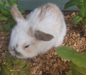 SCOOTER - Breed: Mini Lop-Born:  12 September 2025