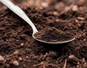 Fascinating Facts About Soil You Might Not Know