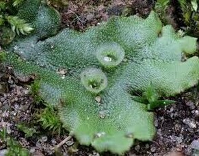 The Hidden Potential of Liverwort