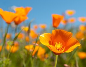 Exploring Natures Pharmacy