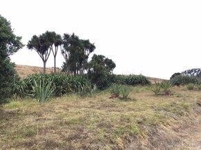 Kua Tupu Te Pa Harakeke &ndash; The Flax Plantation is Growing