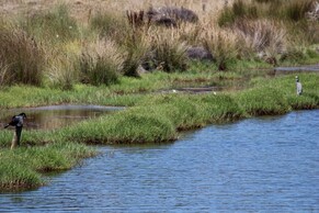 Bittern Sighted at Otama Wetland