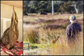 Matuku (Bittern) Released into the Otama Wetland
