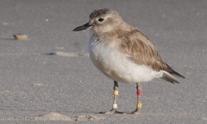 NZ Dotterel RY-YW