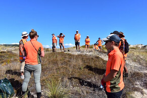 Dune Weeding on Otama Beach Dunes Reserve