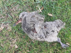 Torea-pango (Oyster Catcher) Chick Killed by Dog on Otama Beach