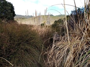 Pampas Eradication on Otama Reserves