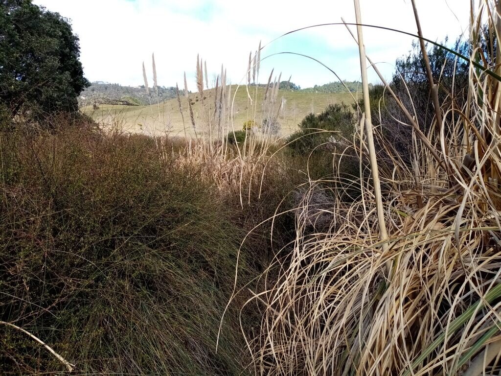 Pampas Eradication on Otama Reserves Otama Reserves Group, Inc