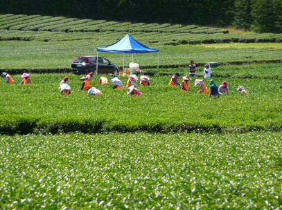 Zealong Tea House | Irvine Holt