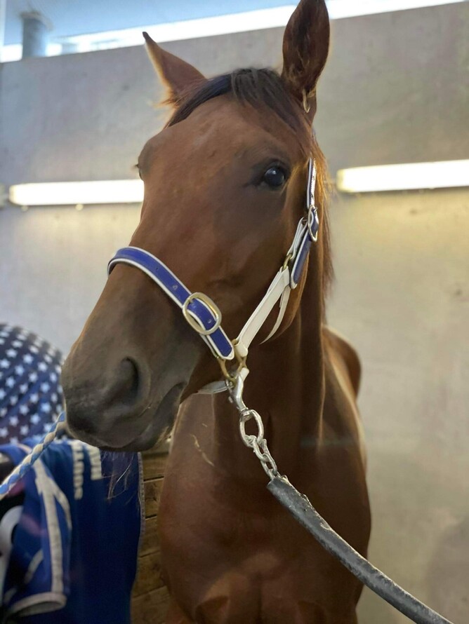 Aflyin Spur a trotter on the rise