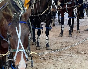 ADHR yearling sale purchases heading in the right direction