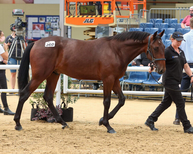 Lot 360 Art Major x Miss Elsie Colt