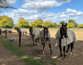 The run continues with 3 winners on our home turf