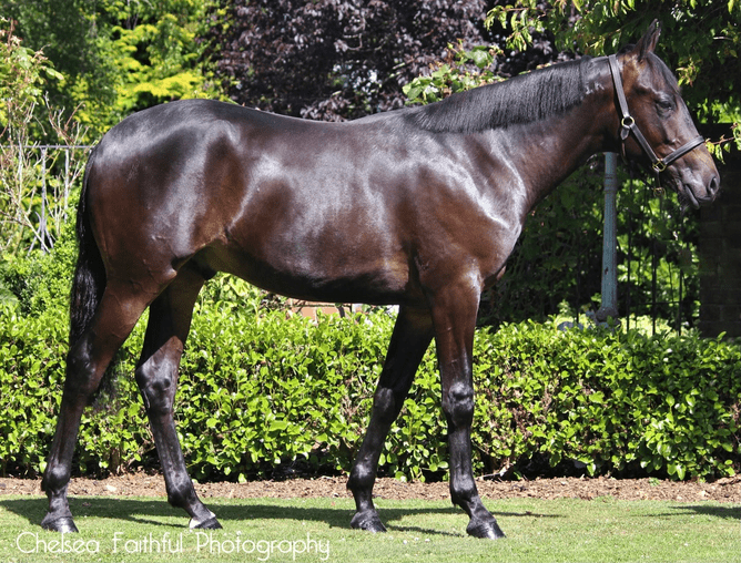 Lot 402 Rock N Roll Heaven x Smiles For Miles Colt