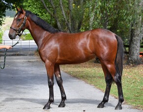 Karaka - Lot 43 - $40,000