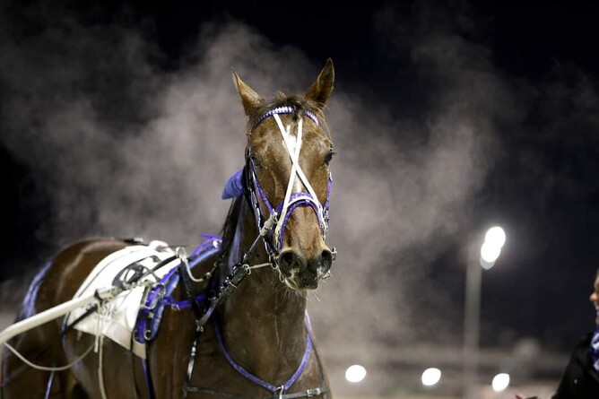 Kango returning to scale