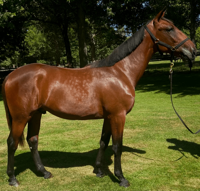 Lot 343 Art Major x Le Girl Colt