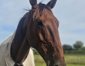 "Old marvel" has career win number 22 at Cambridge