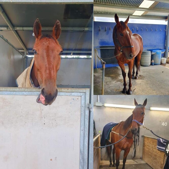 Our three Summer Cup contenders