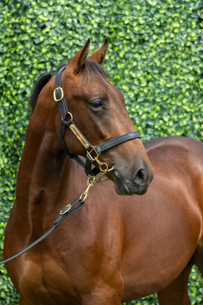 Lot 111 - Art Major / Sem's Delight (colt)