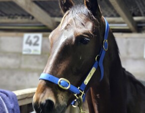 Arna's major players for Alexandra Park