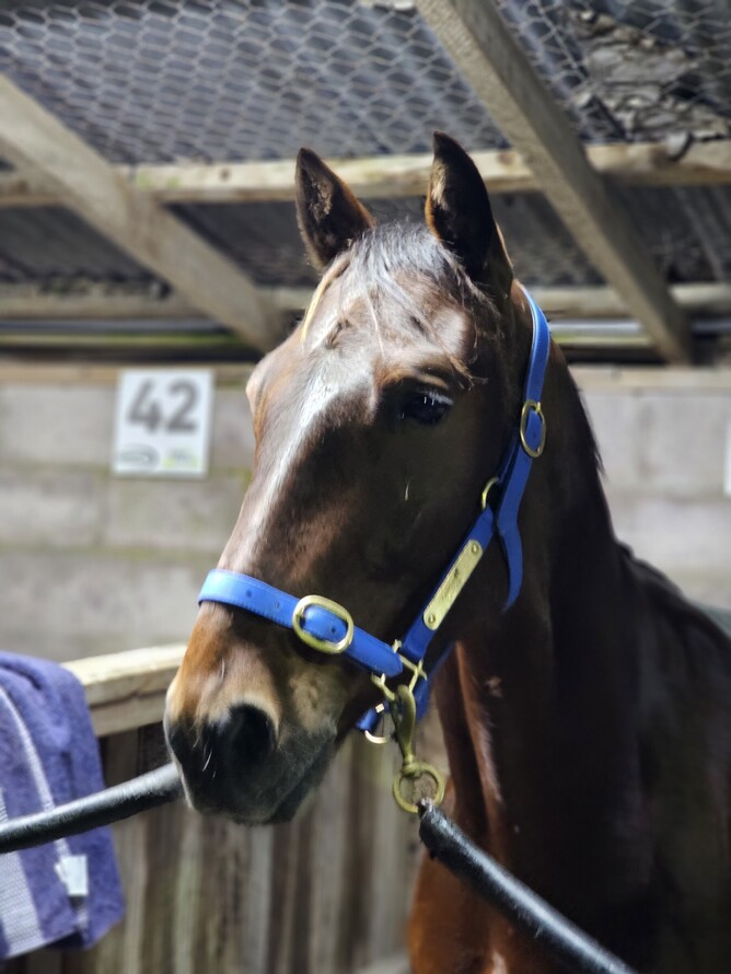 Denny who looks a live hope in race 4