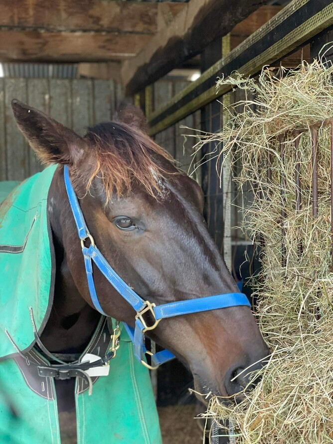 Cambridge trainer Arna Donnelly is picking the aptly-named Perfect Bet (pictured) to be her best chance on her home track on Thursday night.